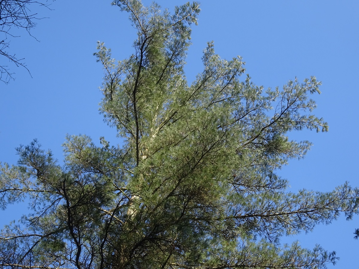 Pinus strobus (Pinaceae)